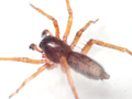 Clubiona comta
